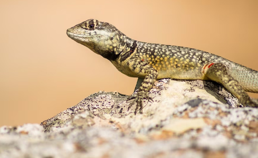 Lizard Control Services