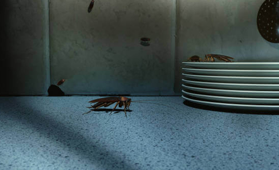 Cockroach Control Services