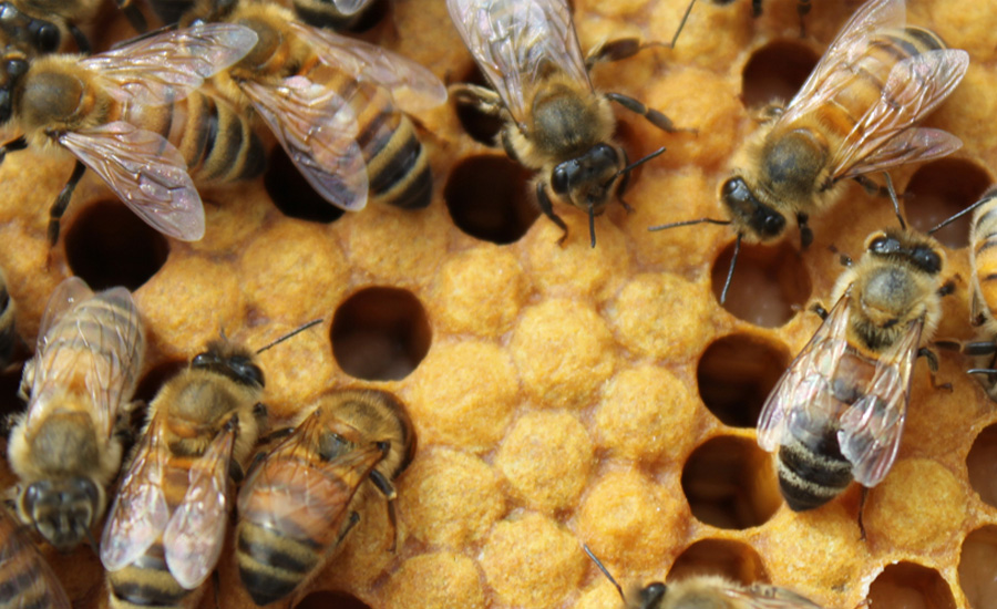 Honey Bee Hive Removal Services