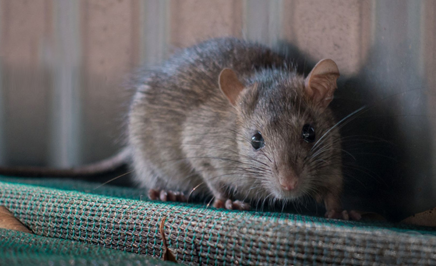 Rat Control Services