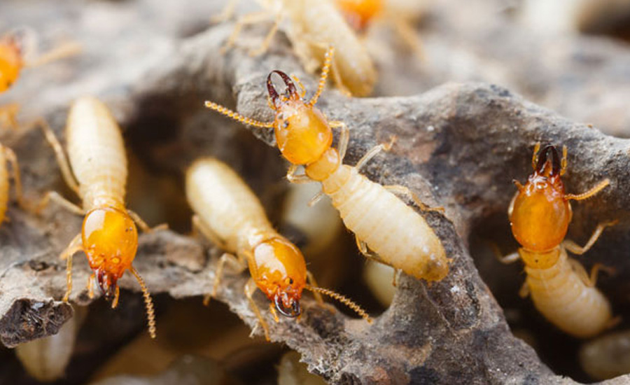 Termite Control Services